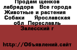Продам щенков лабрадора - Все города Животные и растения » Собаки   . Ярославская обл.,Переславль-Залесский г.